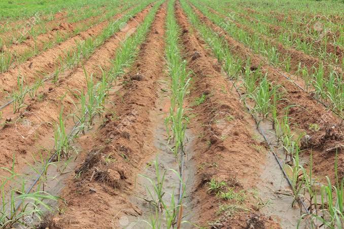 Sustainable Farming — irrigation